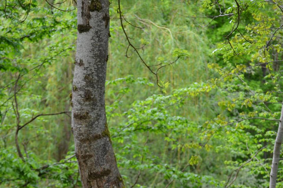 AU CŒUR DE LA NATURE