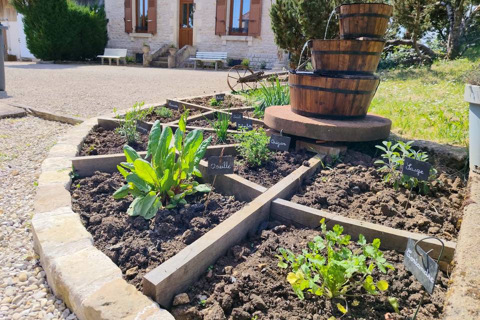 Plantes aromatique