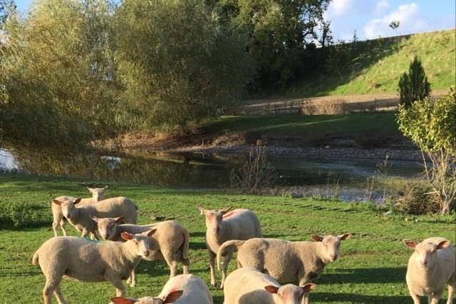 Les moutons
