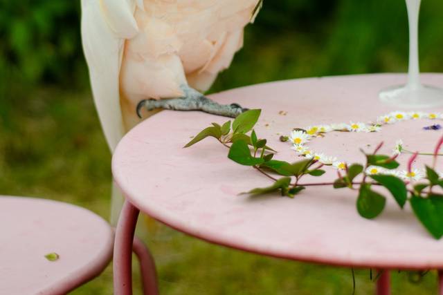 Lilyplume notre cacatoès