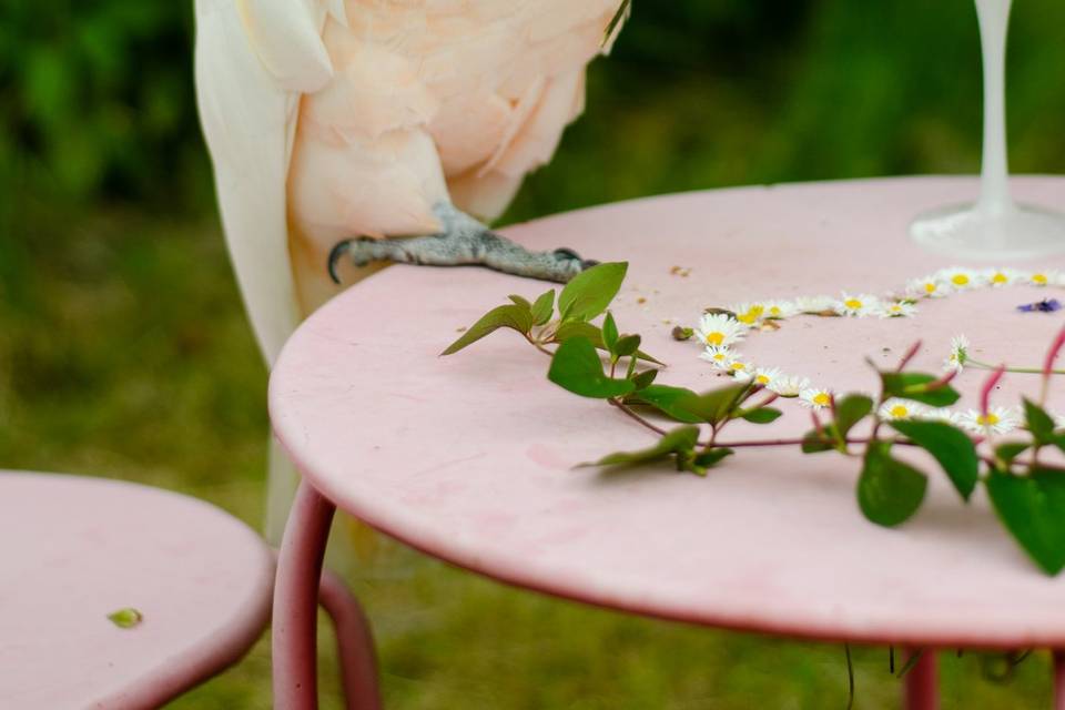 Lilyplume notre cacatoès
