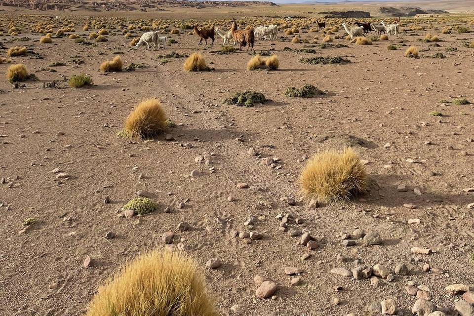 Epoca Voyages - Bolivie