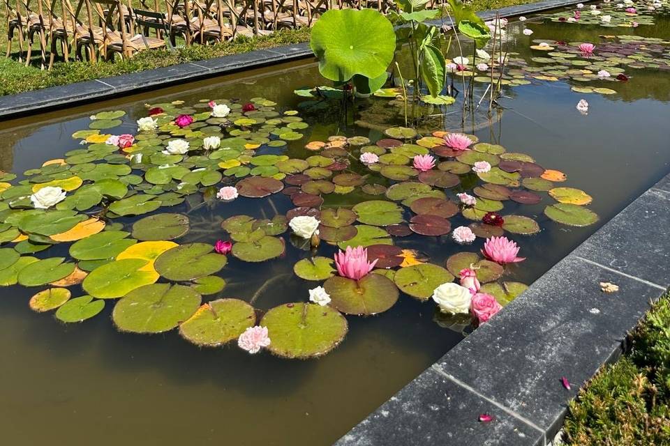 Bassin fleuri