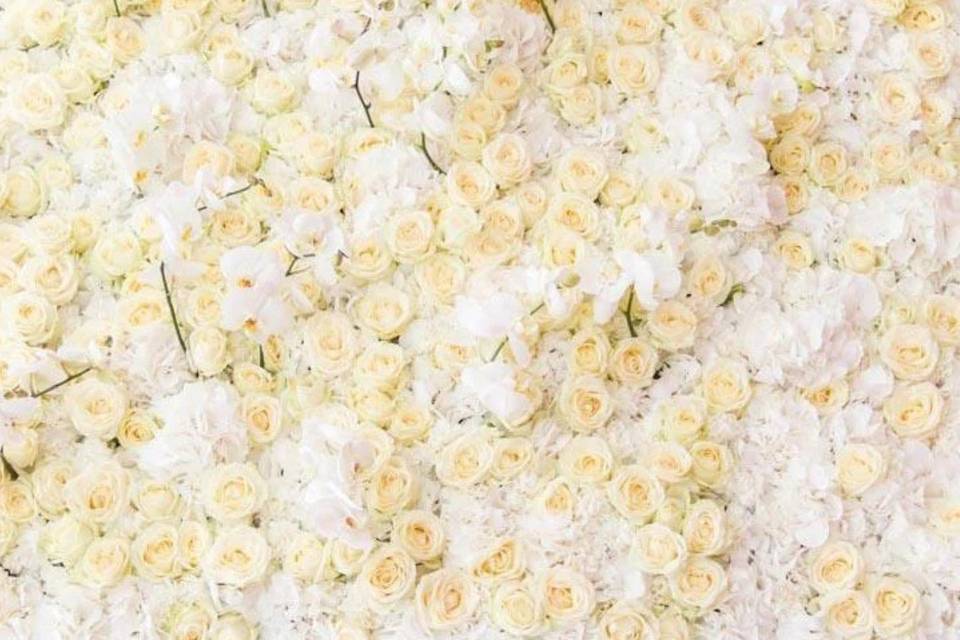 Rose blanche toile de fond