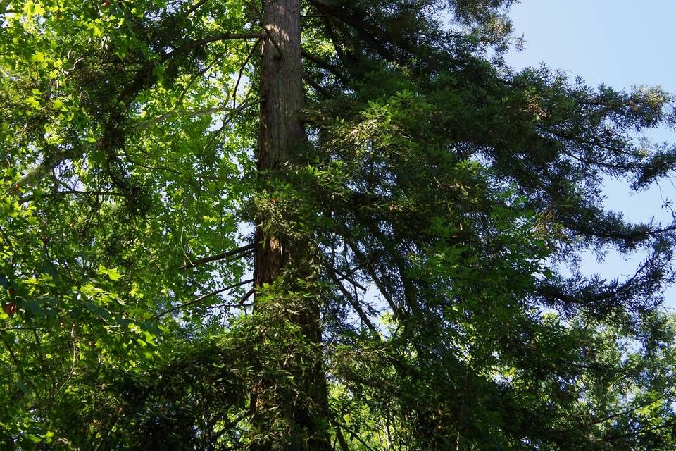 Sequoia