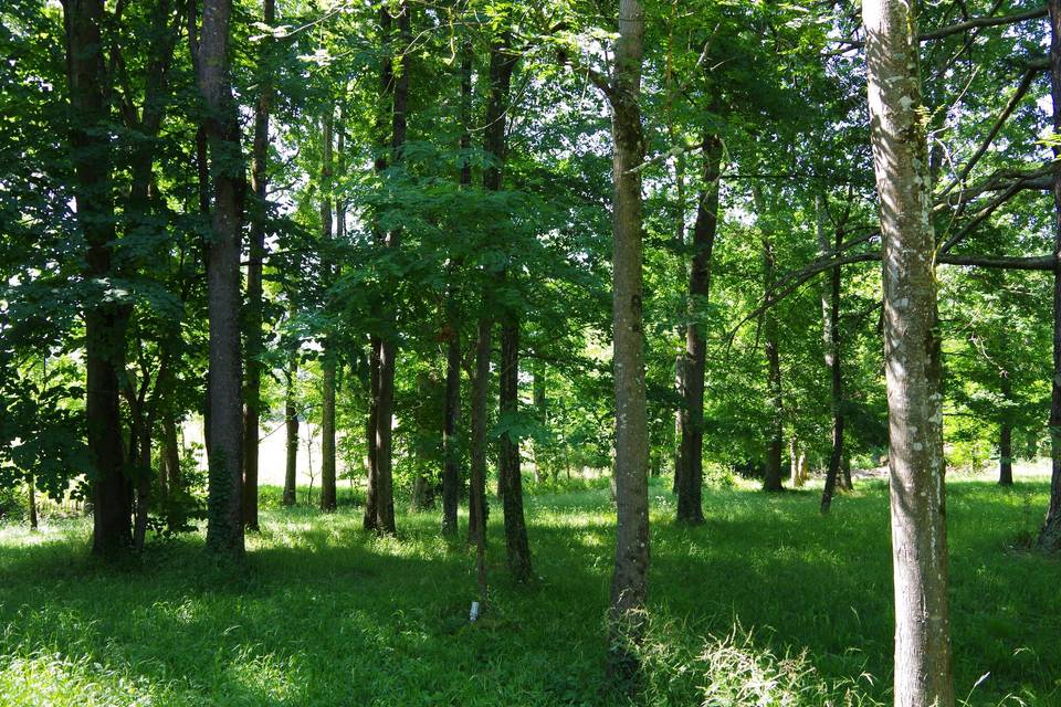 Sous bois