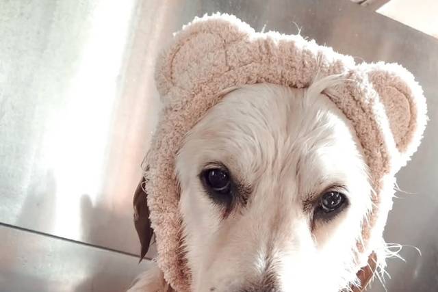 Dogsitter