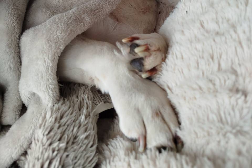 Dogsitter