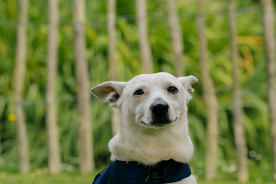 Chien mariage