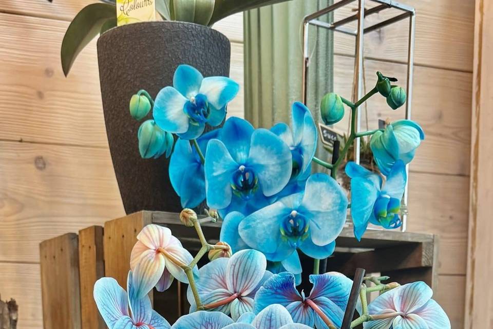 Eno Fleurs