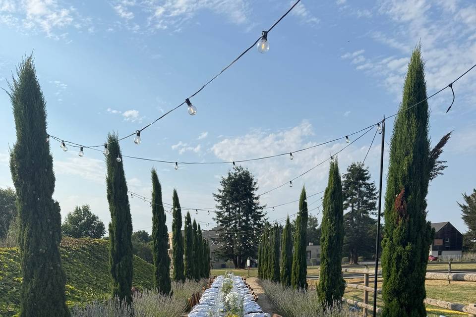Allée des Cyprès