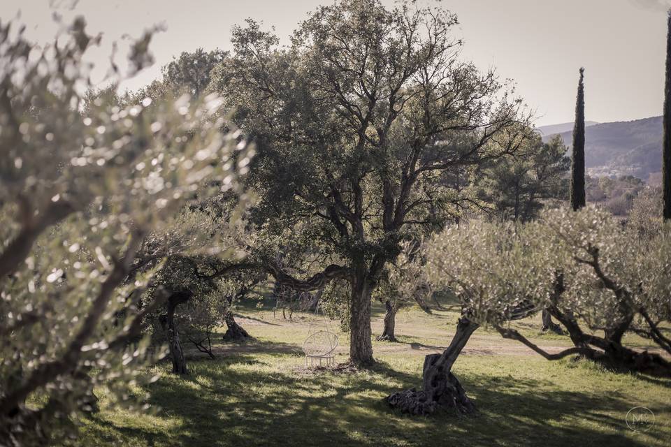 Parc d'oliviers