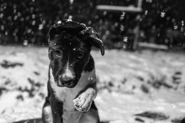 Noir et Blanc