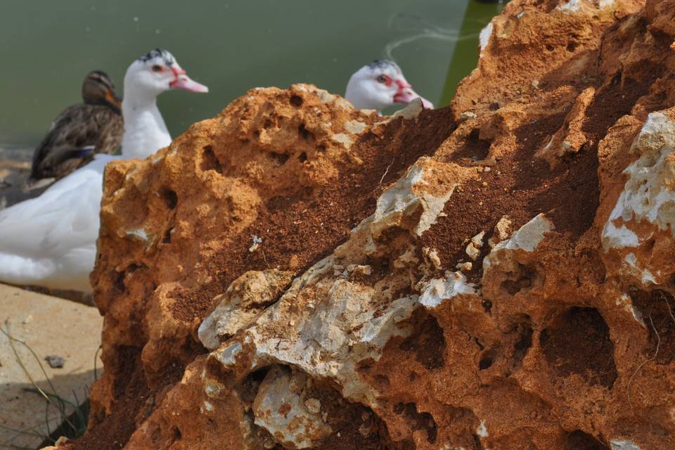 Les animaux du Domaine