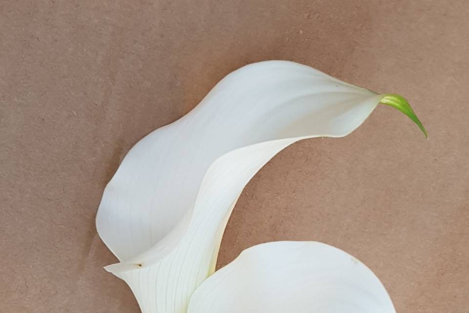 Boutonnière calla