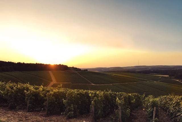 VIGNES