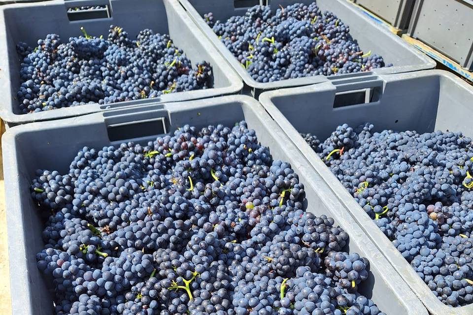 Fruit du labeur