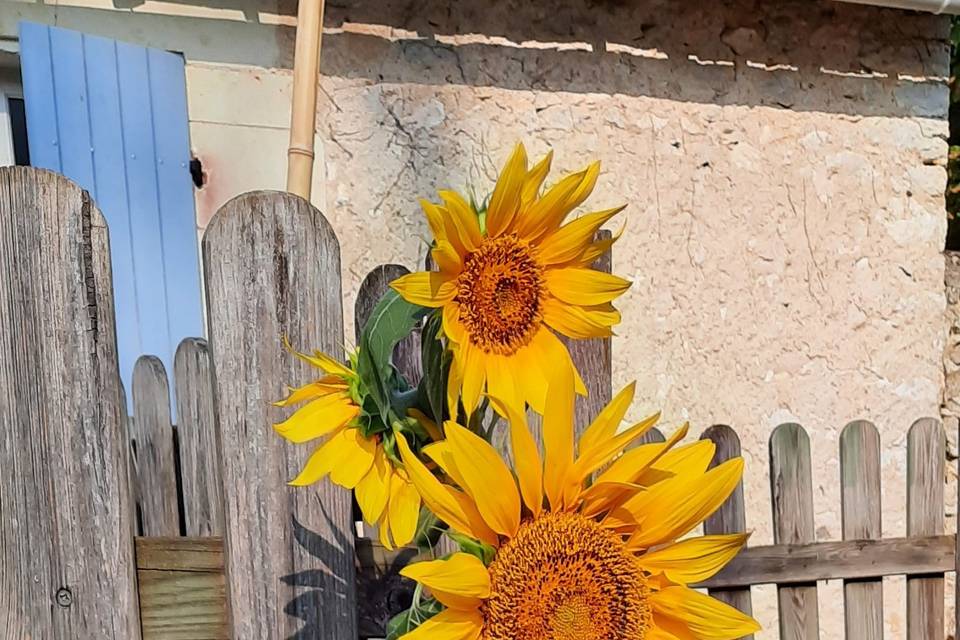 Dame Jeanne & ses tournesols