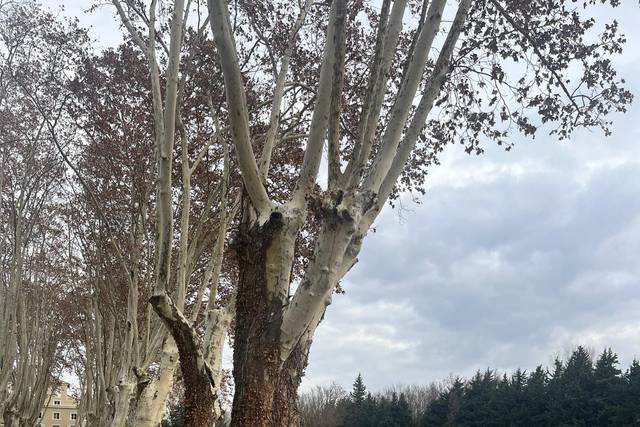 Le parc