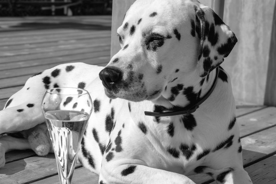 Pacha notre mascotte