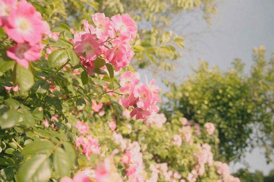 Fleurs