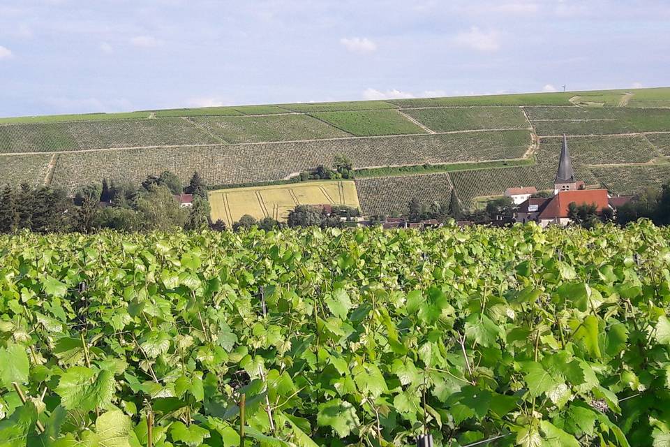 Salle vue baie vitrée