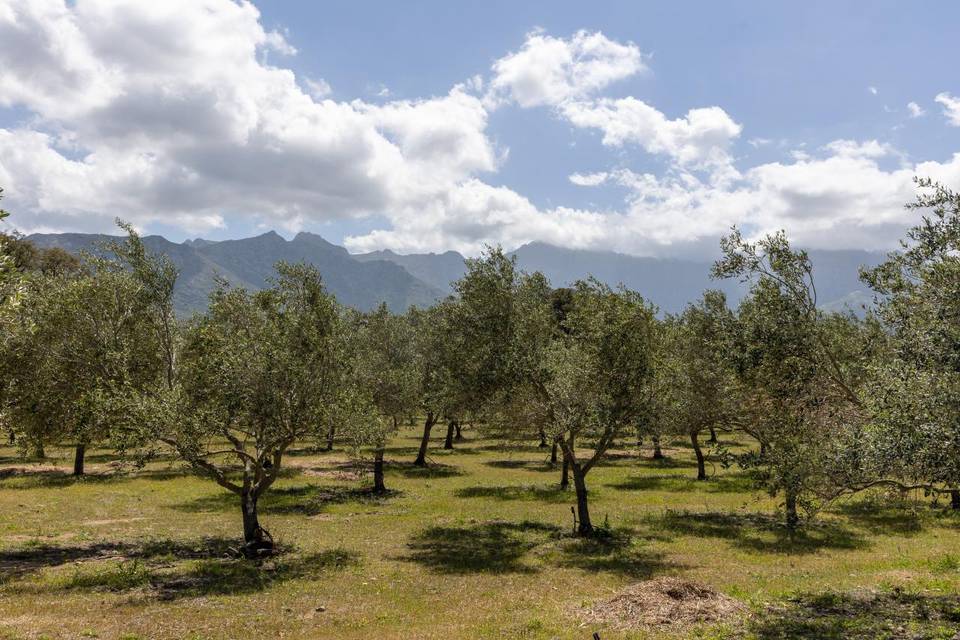 Les oliviers par centaines