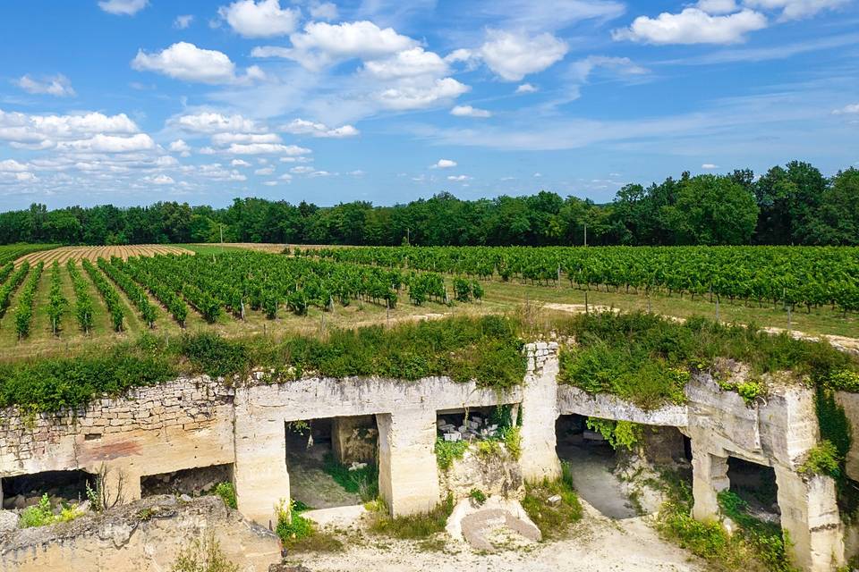 Notre plateau de vignes