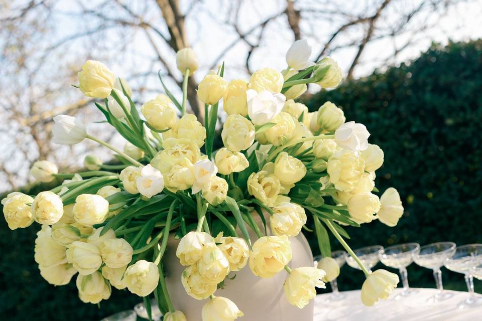 Tulips are my favorite