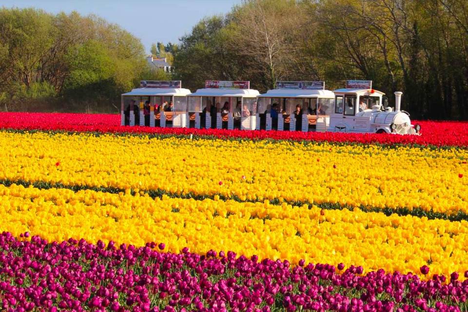 Train des fleurs en avril