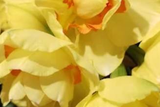 Fleurs