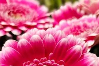Fleurs