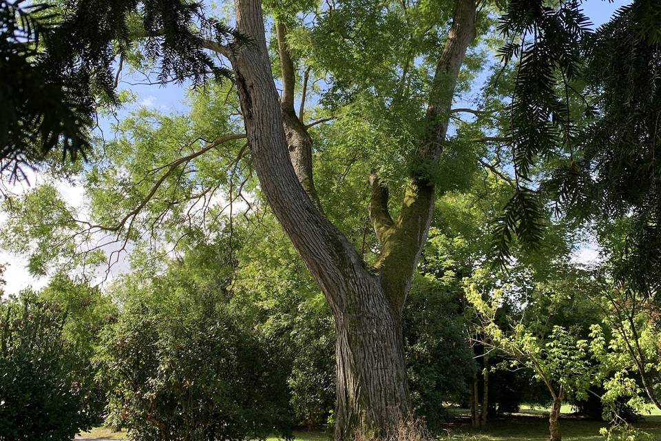 Arbre à Cérémonie