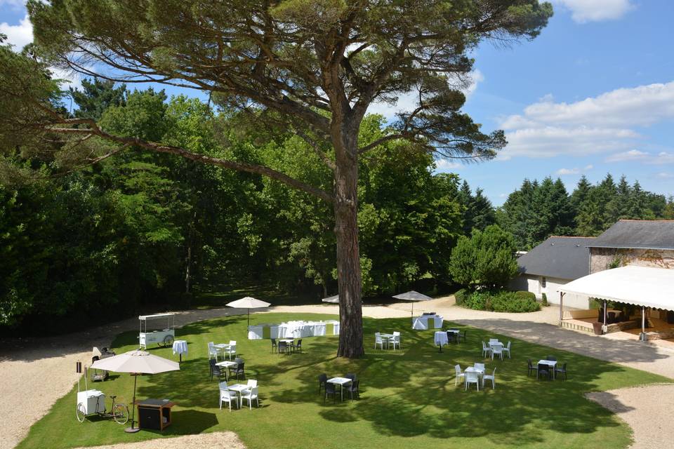 Cocktail et pin parasol