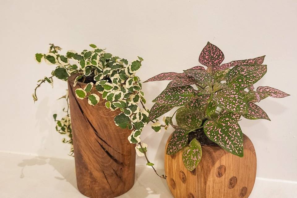 Jolies Gueules de Bois