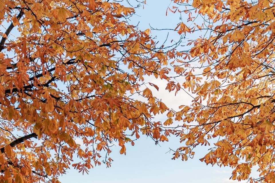 L'automne au bord du lac