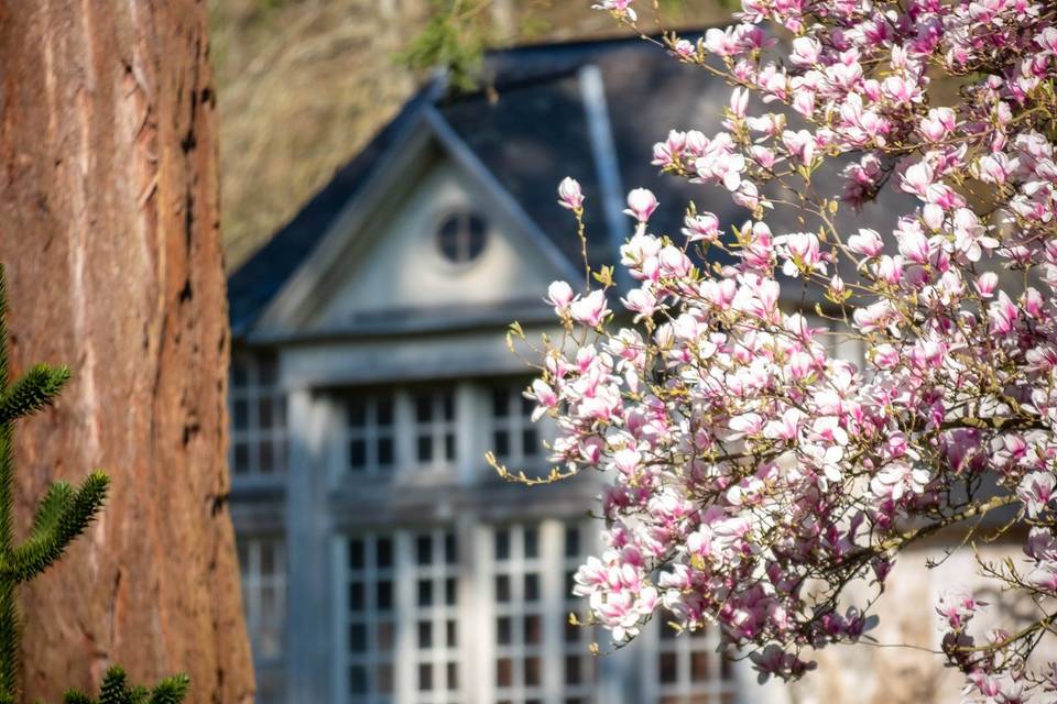Magnolia
