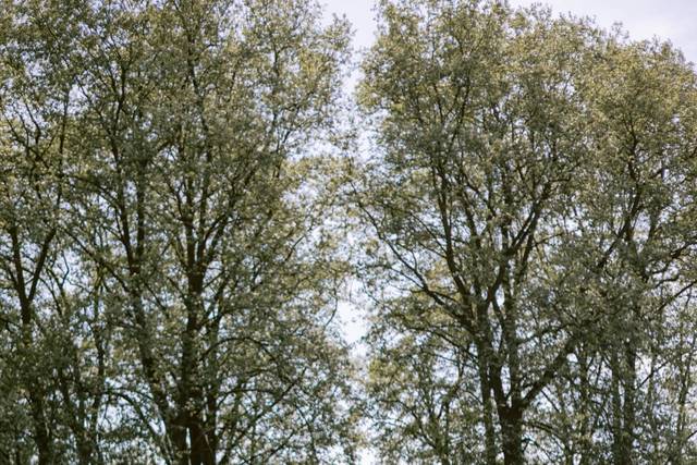 Arbres centenaires et LA table
