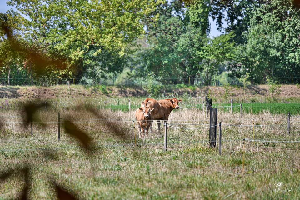 Un château à la ferme