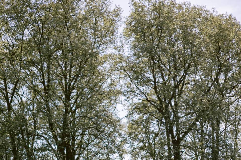 Arbres centenaires et LA table