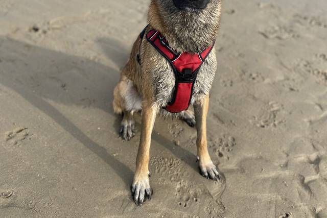 Rio, notre mascotte