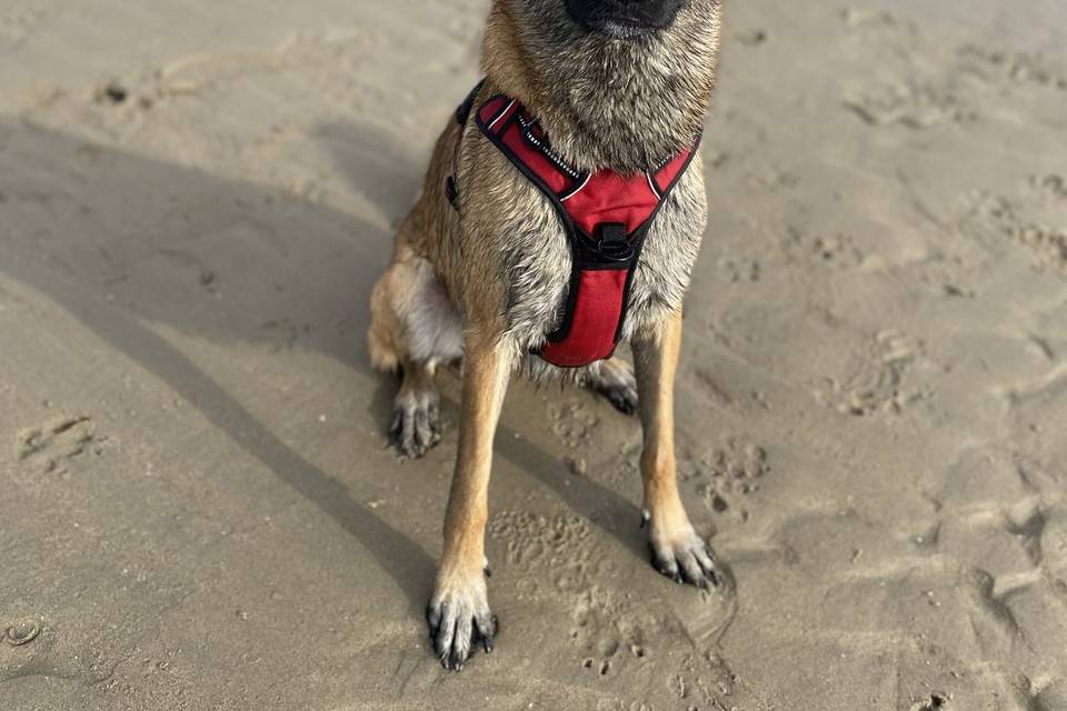 Rio, notre mascotte