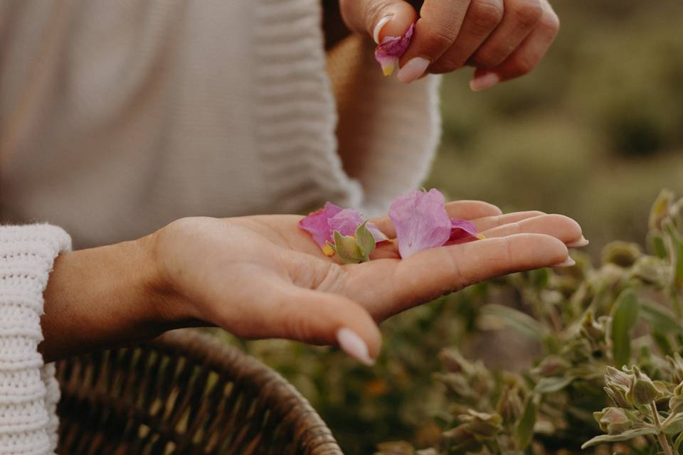 Pétales provence