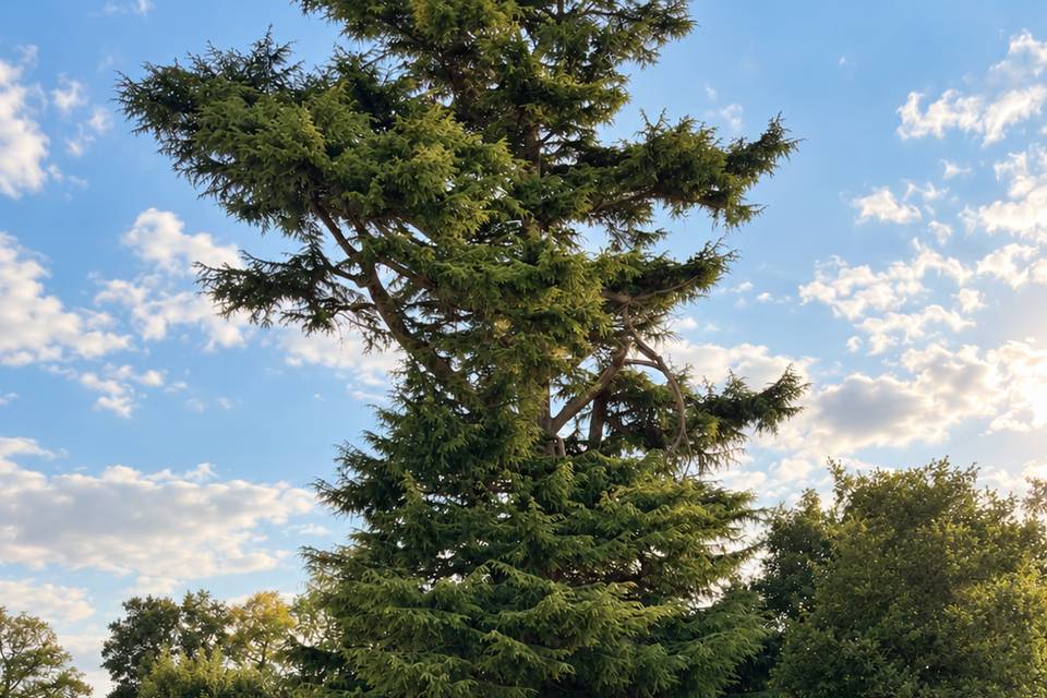 Cérémonie Laïque dans le parc