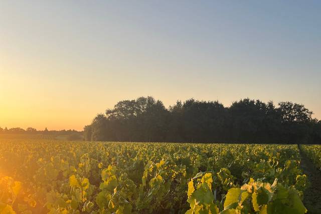 Au milieu des vignes
