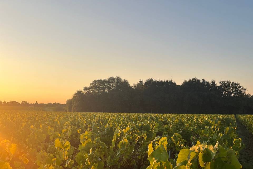 Au milieu des vignes