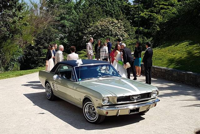 Mustang66