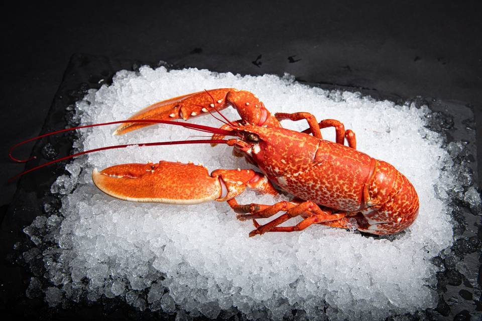 Homard