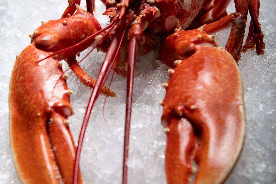 Homard