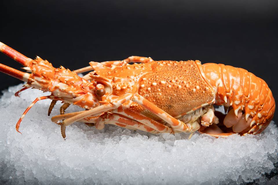 Langouste
